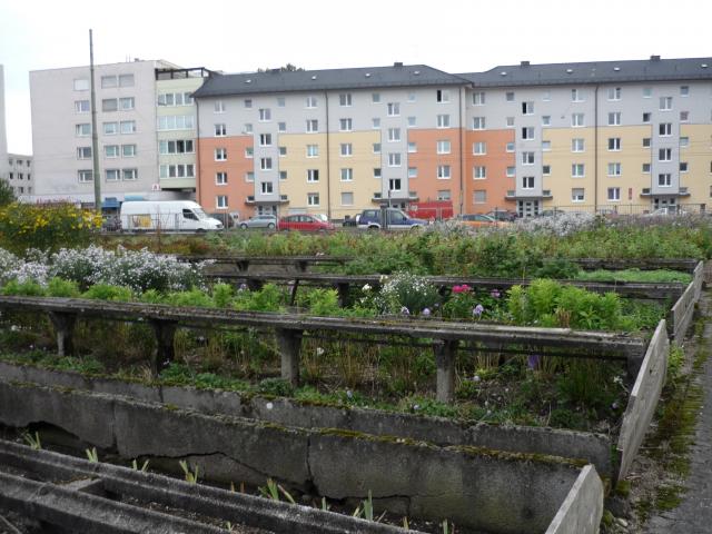 Unterrichtsgang zur Gärtnerei Stängle