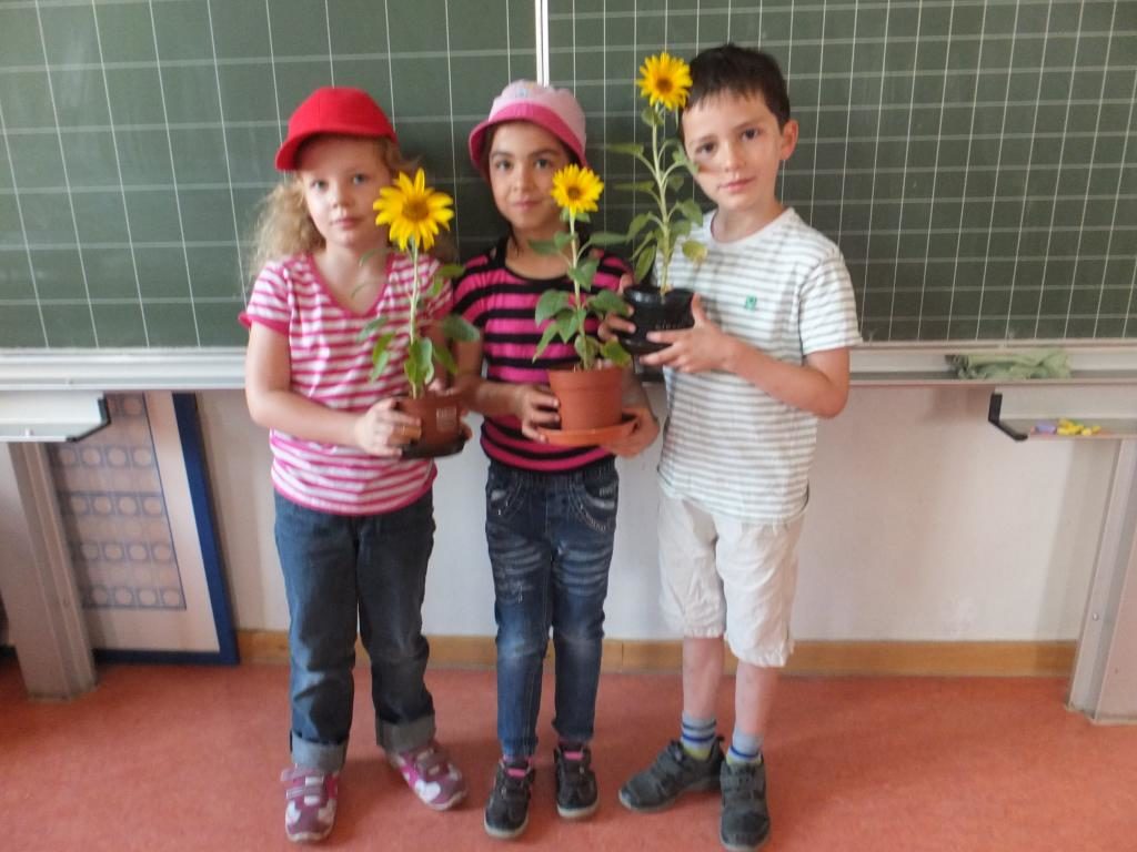 Sonnenblumen in der 2a