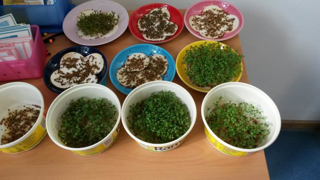 Kressebrot… lecker!