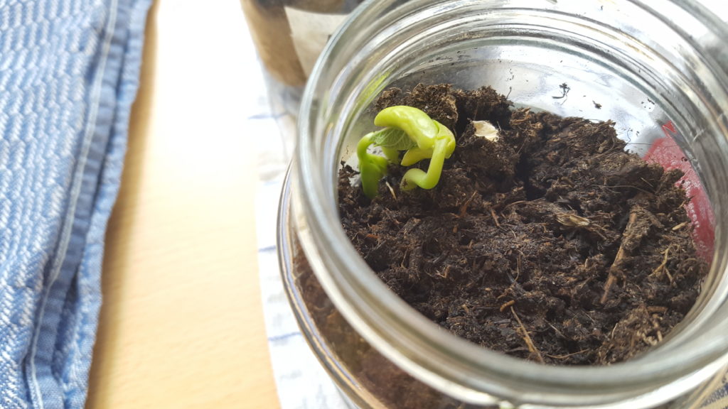 Bohnen pflanzen in der Klasse 2bi