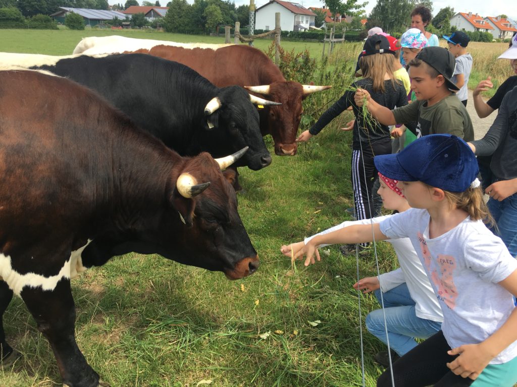 Einen Schultag auf dem Ökobauernhof