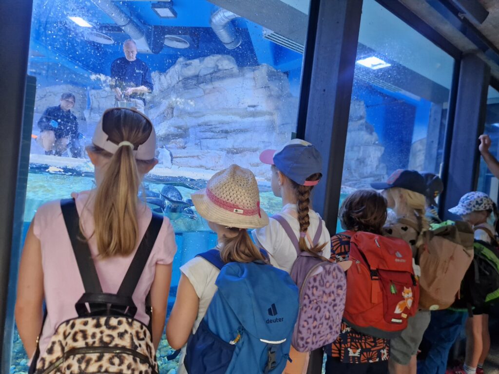 Den Pinguinen beim Futtern zuschauen